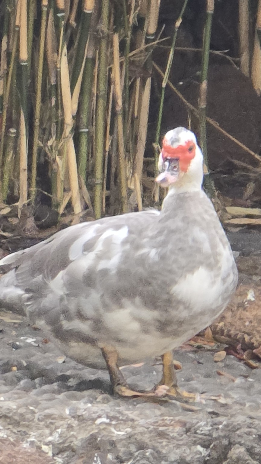 Duck