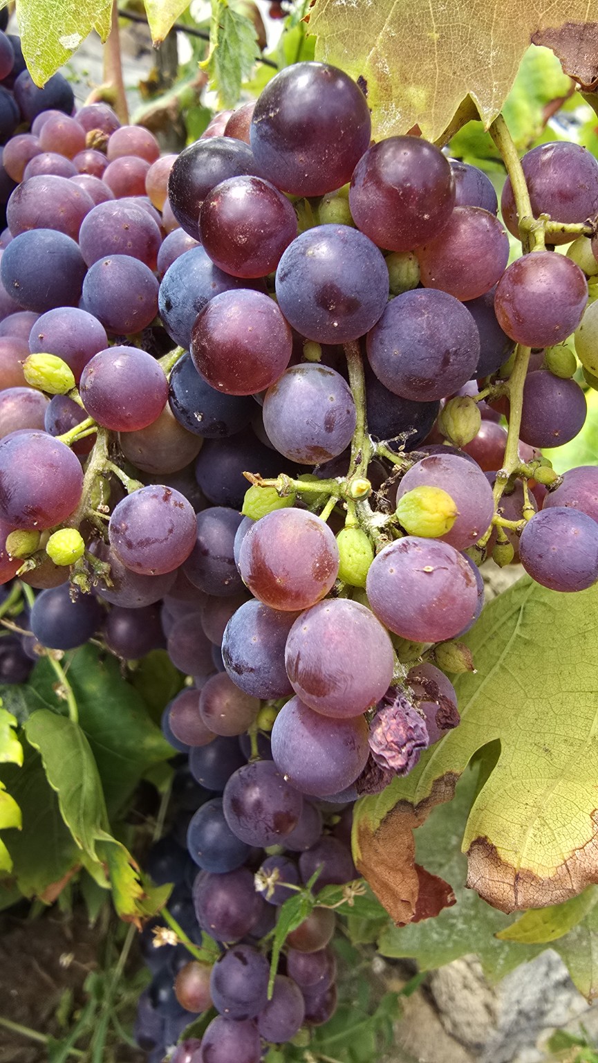 Grapes