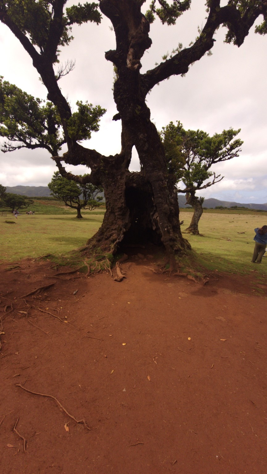 Old tree